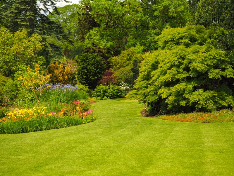 beautiful landscape of a park, with different flowers, shrubs and forest trees at the background