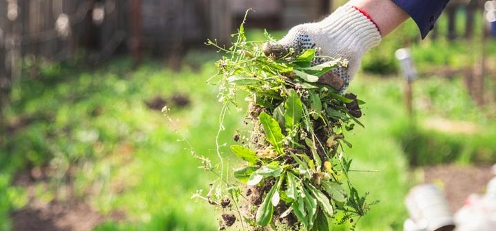 gloved hand holding a clump of pulled weeds during spring yard cleanup