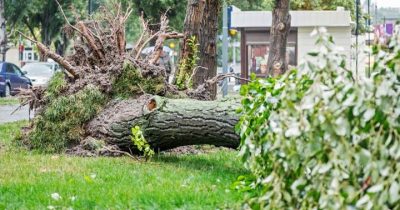 uprooted tree on the front yard