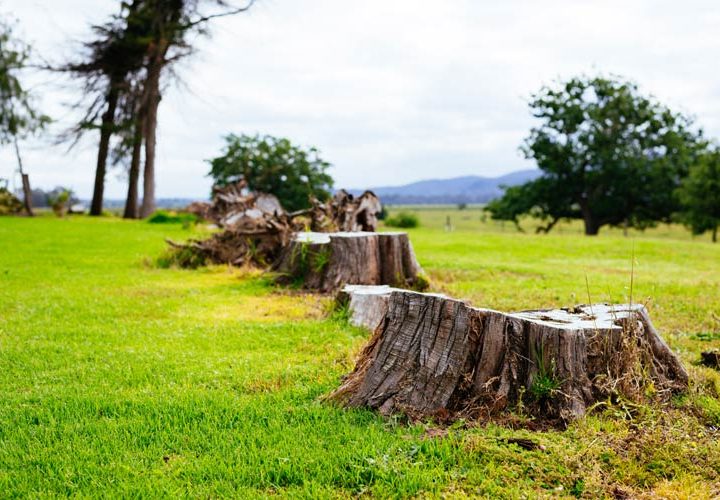 big tree stumps on a farm land