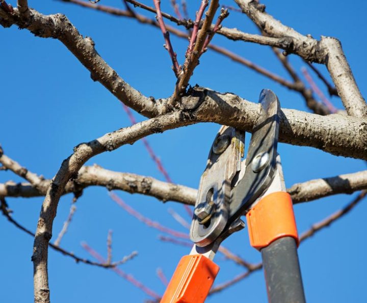 gardener pruning fruit tree brunches with pruning shears
